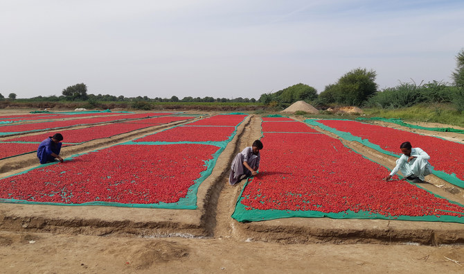 Pakistani chilli growers innovate to combat toxin contamination