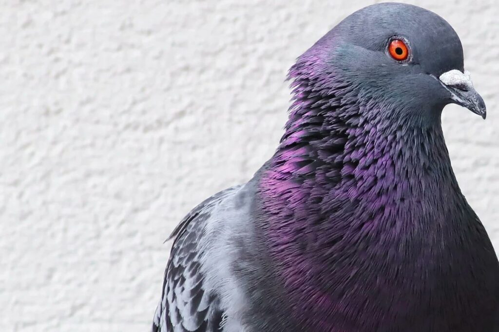 India frees pigeon accused of spying for China