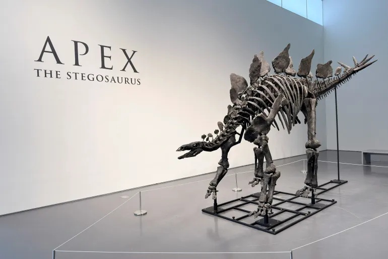 Stegosaurus skeleton to fetch millions at New York auction